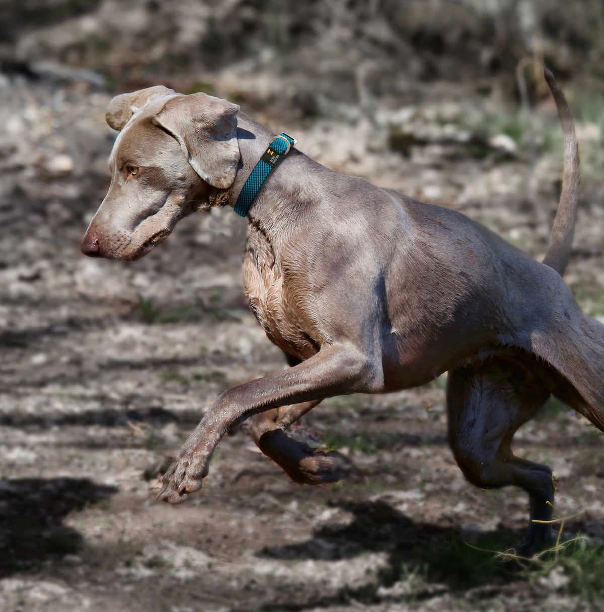 Dog Leash and Collar