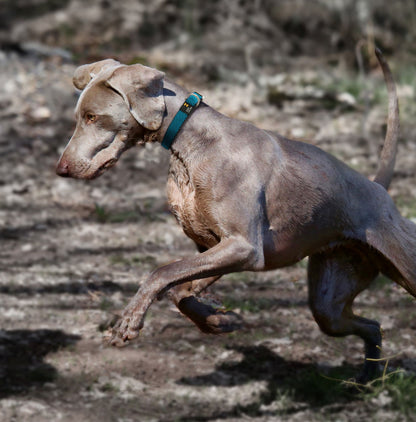 Dog Leash and Collar