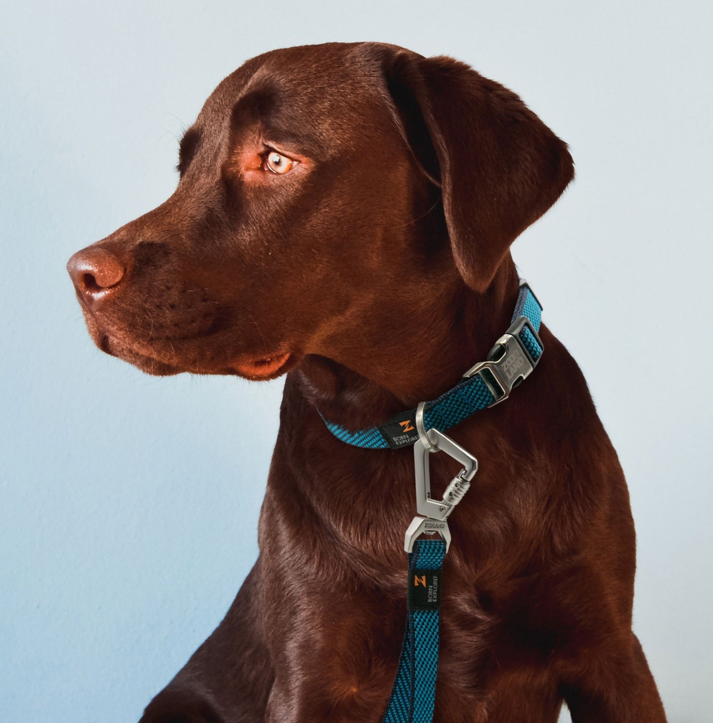 Dog Leash and Collar