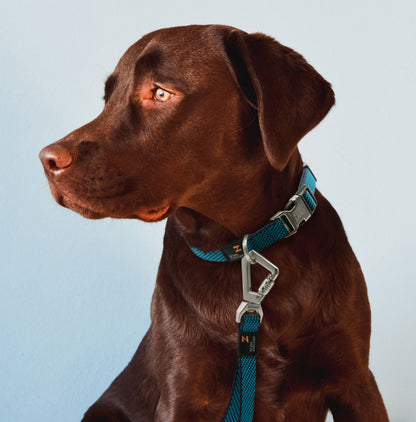 Dog Leash and Collar