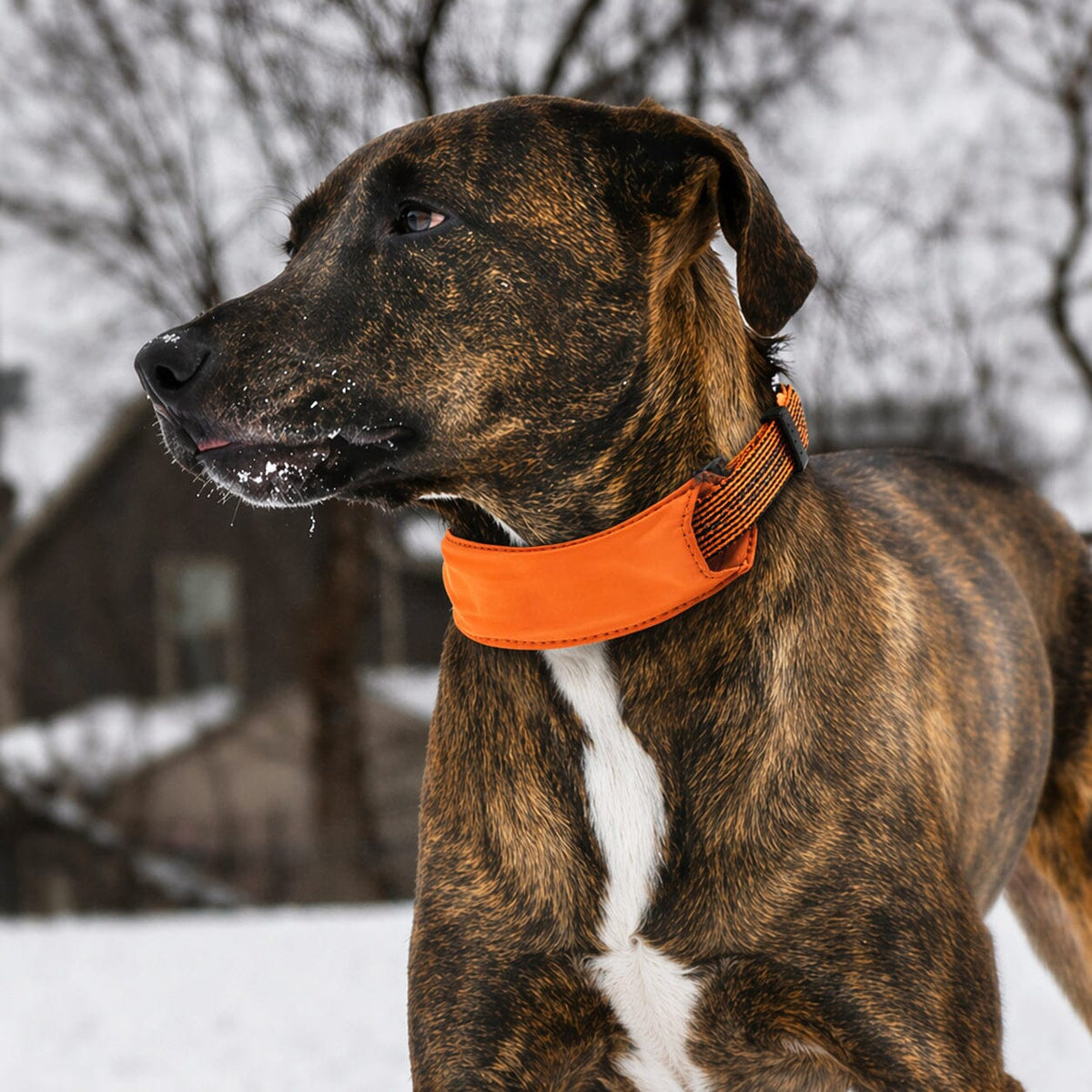 Leash and Collar