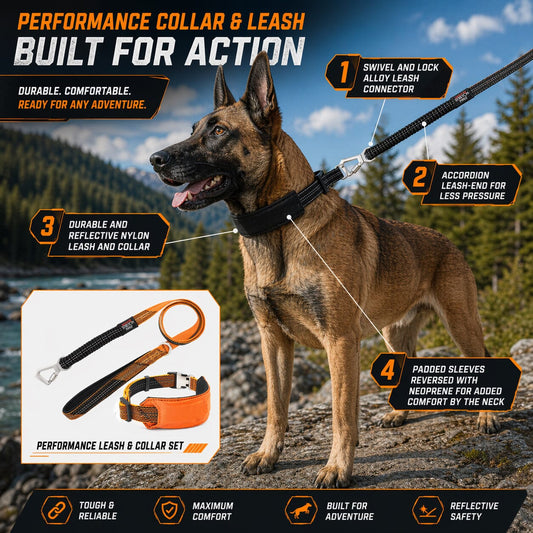 Leash and Collar