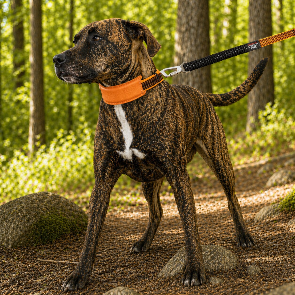 Leash and Collar
