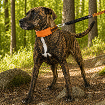 Leash and Collar