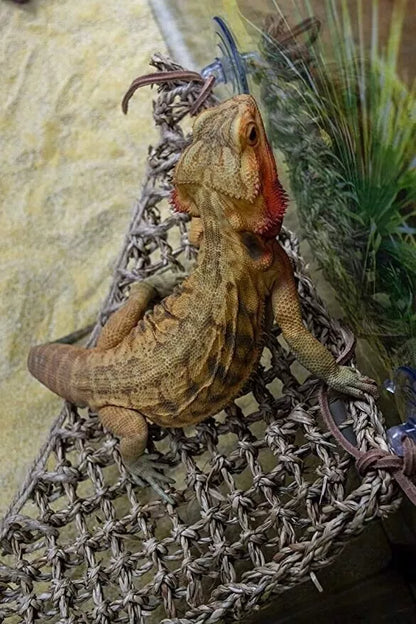 Lizard Lounger Corner