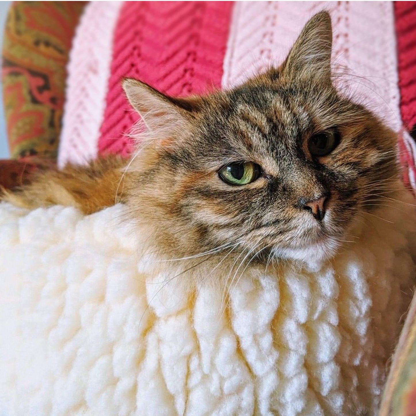 Cat & Dog Beds