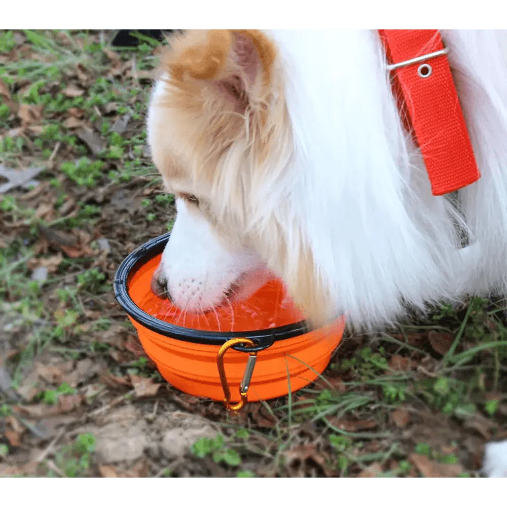 Silicone Dog Bowl